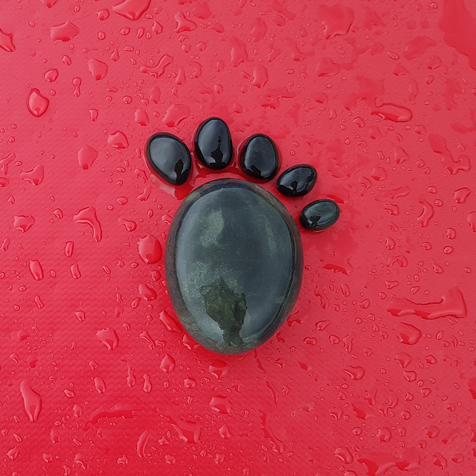 Glossy black paw print on a bright red wet surface with scattered water droplets.